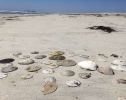 Some say that the spot is named for the silvery oy Some say that the spot is named for the silvery oyster shells that cover the beach. One can also find clams buried in the sand by the water. People al